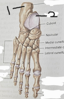 <p>What bone is #1?</p>