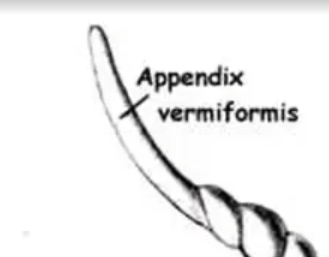 <p>Appendix and what species it’s important</p>