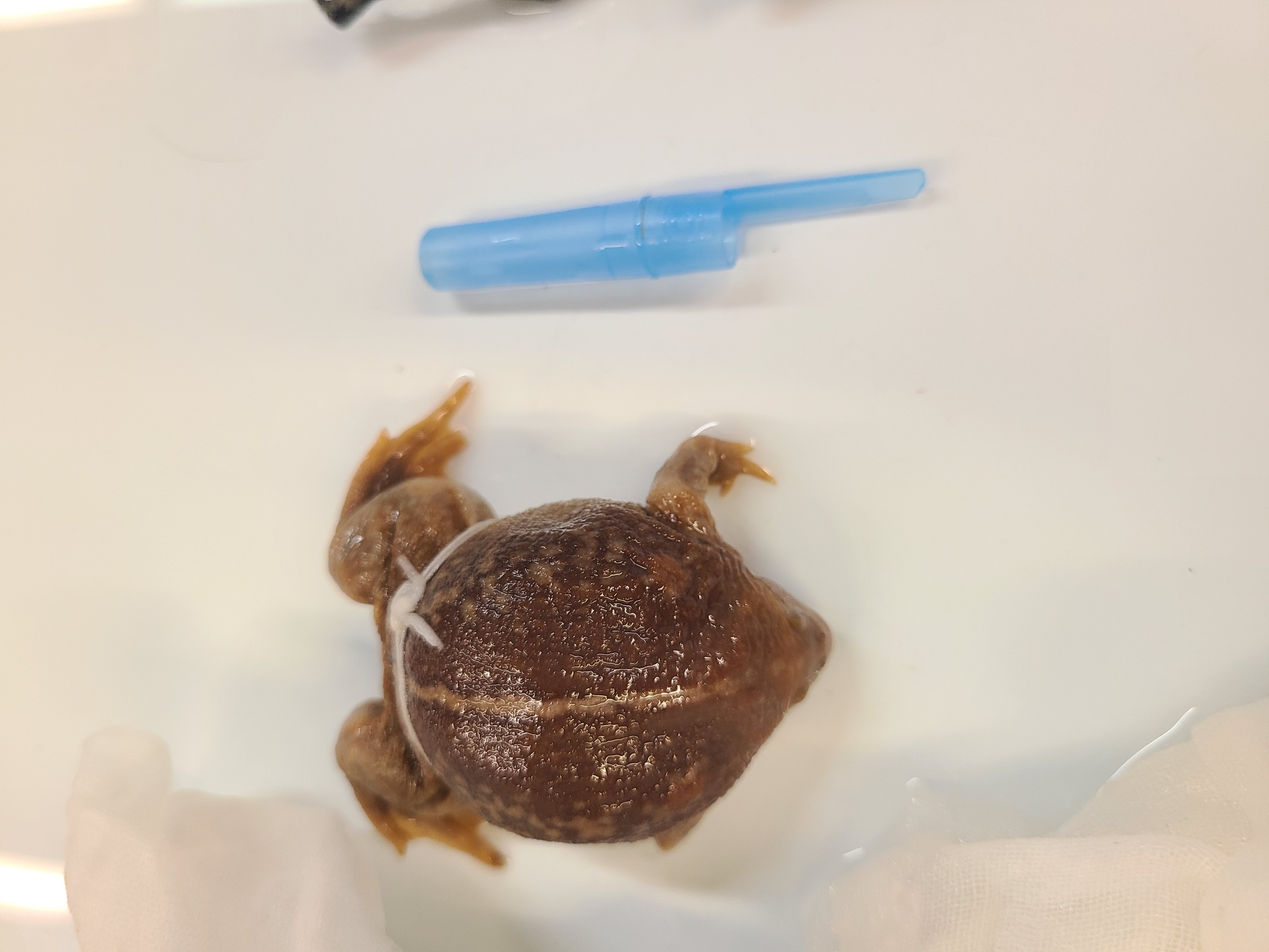 <p>Order and Family of Rhinophrynus dorsalis</p>