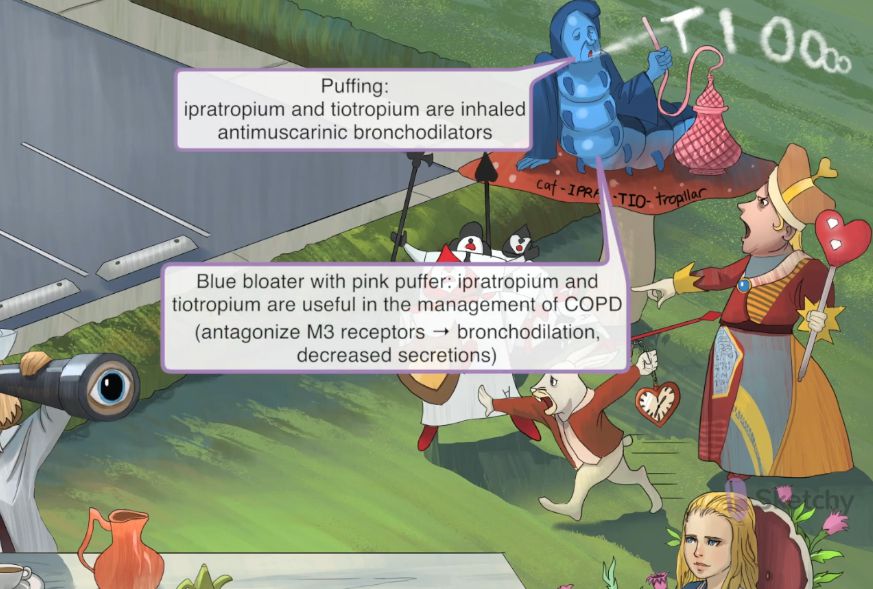 <p>Anticholinergics: therapeutic uses</p><ul><li><p><span>COPD/asthma</span><br></p><ul><li><p><span><strong>Ipratropium</strong></span> (metered dose inhaler, nebulizer)</p><ul><li><p>Inhaled so <span><strong>[how much systemic absorption is there]</strong></span></p></li><li><p>Blocks ACh in the bronchial smooth muscles→broncho<span><strong>[dilation or constriction]</strong></span></p></li><li><p>Adverse effects:&nbsp;</p><ul><li><p>xerostomia</p></li><li><p>cough</p></li><li><p>blurred vision</p></li></ul></li></ul></li><li><p>Others:&nbsp;</p><ul><li><p><strong>tiotropium</strong></p></li><li><p>aclidinium</p></li><li><p>umeclidinium&nbsp;</p></li></ul></li></ul></li></ul><p></p>