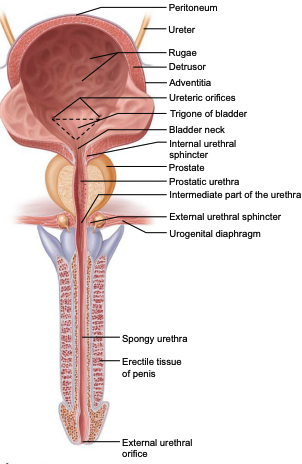 <p>Male Urethra (three regions)</p>