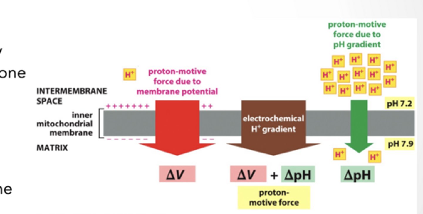<p>DIFFERENCES IN ION CONCENTRATION CREATE MEMBRANE POTENTIALS </p><p>Small amount of ion movement can cause large changes in membrane potential (Vm)</p><p>Membrane potential = the voltage (electrical difference) across a cell membrane</p><p>ions involved are VERY close (<1nm) to the membrane</p><p>Electrochemical gradient is created by protons being more concentrated on one of the membrane</p><p>2 Parts (concentration AND electrical gradient)</p><p>Both pushing the same directions</p><p>Both caused by the movement of one ion</p>