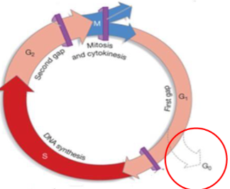 In G1 (longest) phase, cell is performing its functions (**ex.** being a liver cell or skin cell)

\
If cell is signalled to start dividing, cell begins to prepare by**:**

→ growing

→ duplicating organelles

→ accumulating nucleotides

→ obtaining energy reserves

\
If a cell is not going to divide it can enter Go phase

→ Performs main function indefinitely 

**Ex.** neurons, muscles cells in your heart are in Go phase (they don't divide) and are in this phase for the duration of its life 
