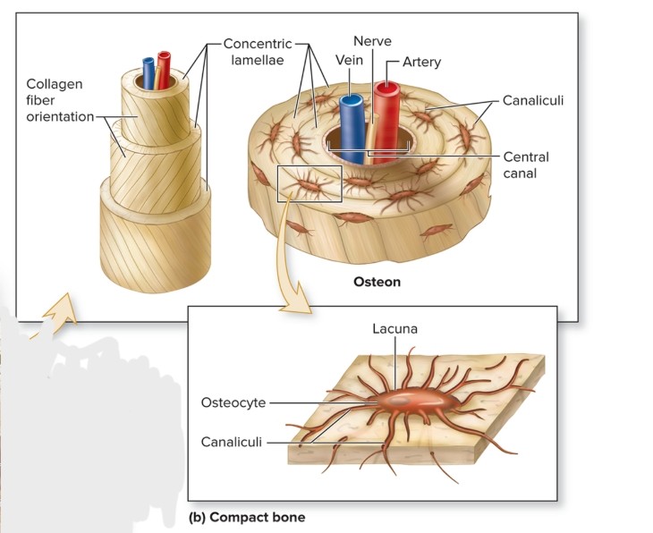 <p>What are the osteocytes of an osteon?</p>