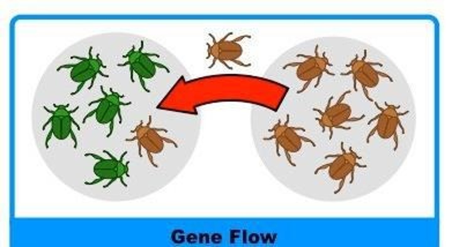 <p>Gene flow is the movement of alleles between populations, which can introduce new genetic material and reduce differences between populations.</p>