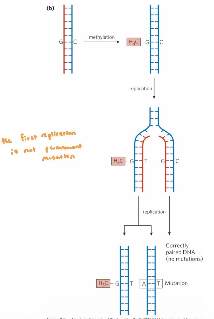 <ul><li><p>catalyzes transfer of the methyl group of O<sup>6</sup>-methylguanine to one of its own Cys residues</p><ul><li><p>a single methyl transfer event permanently methylates the protein, inactivating</p></li></ul></li><li><p>damage does not lead to mutations until after replication</p></li></ul><p></p>