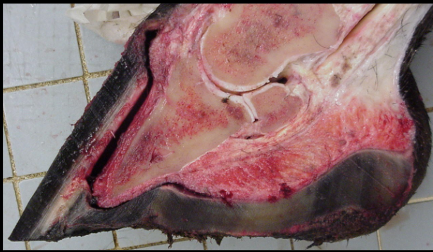 <p>musculoskeletal disease in equine</p>