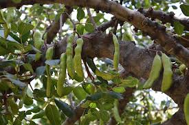 <p>Carob tree</p>