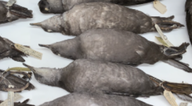 <p>Shearwaters &amp; Petrels</p>