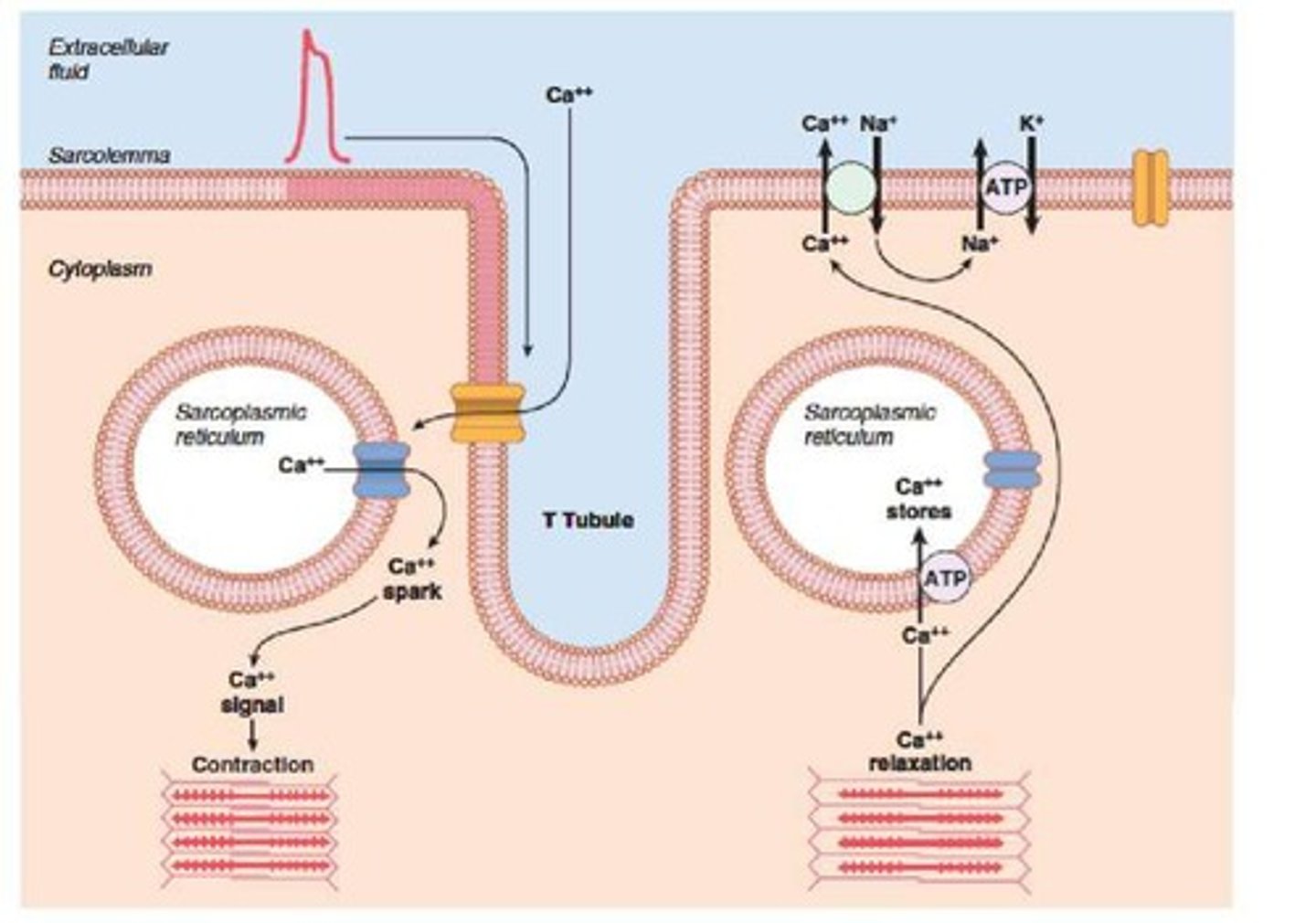<p>Calcium channels open while fast potassium channels close, resulting in a plateau due to decreased potassium efflux and increased calcium influx.</p>