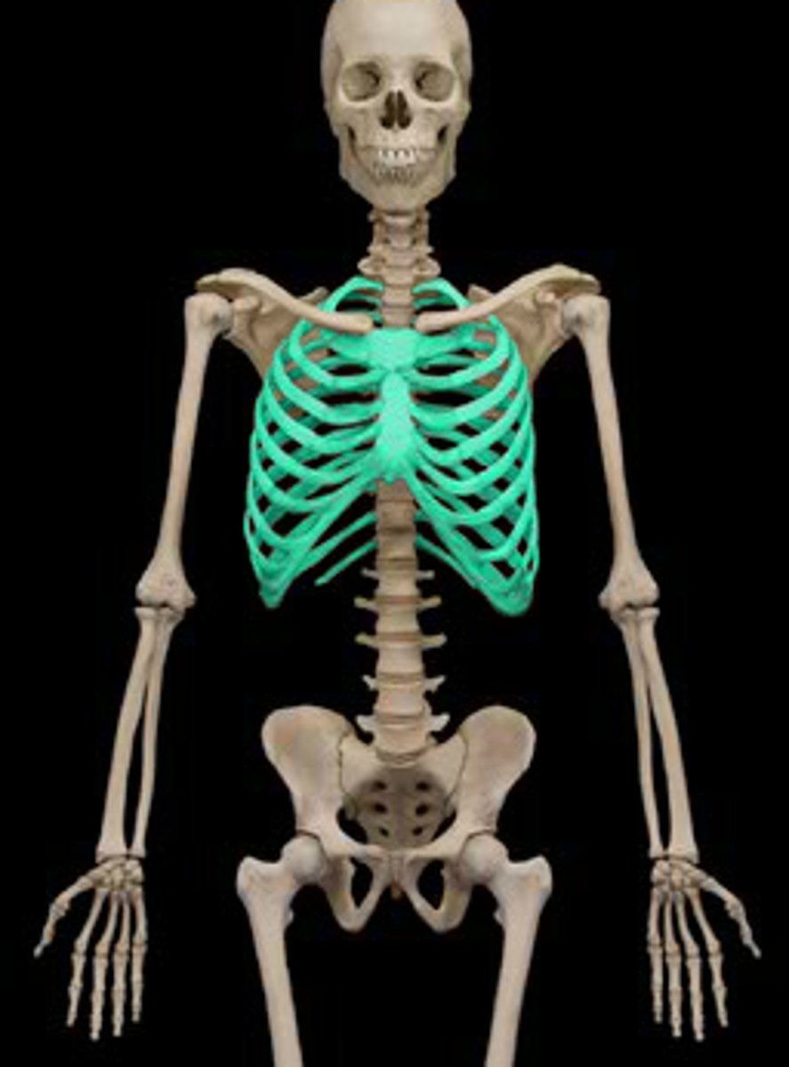<p>Protects vital organs, resists intrathoracic pressure during respiration, attachment for upper limbs and support weight of upper limb, attachment for muscles of thorax and arm</p>