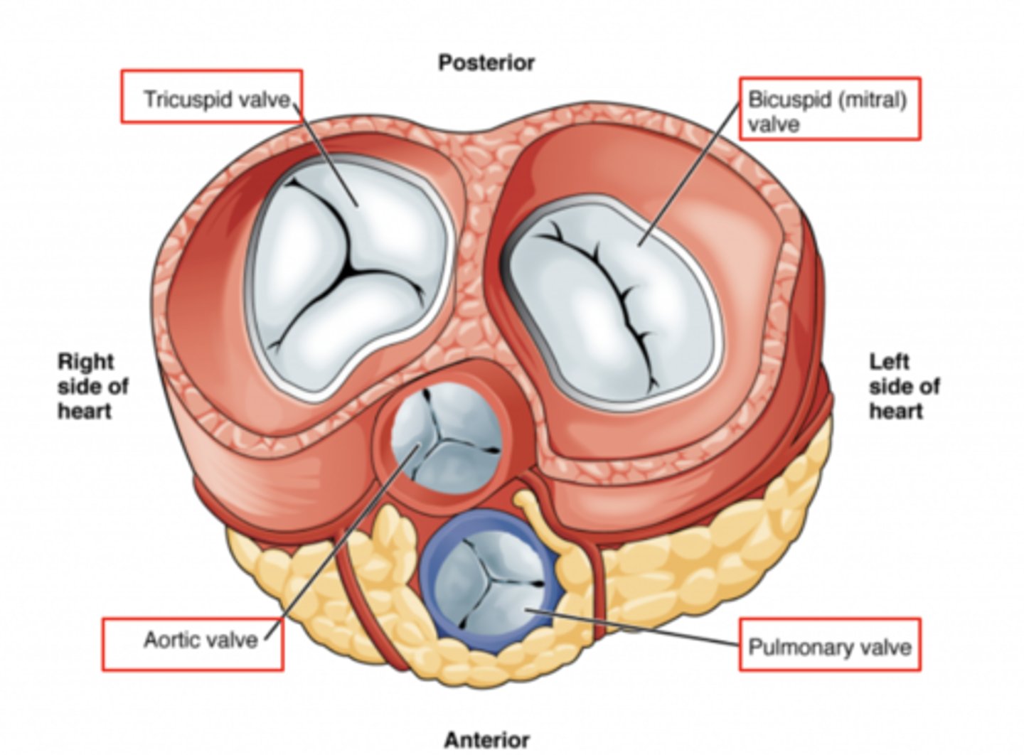 <p>Tricuspid</p><p>Mitral or bicuspid</p><p>Pulmonary</p><p>Aortic</p>