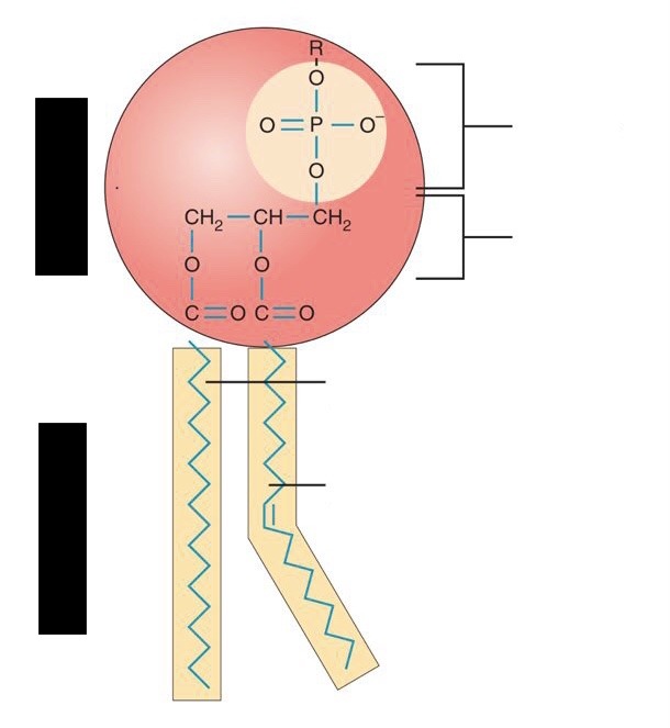 <p>Explain the structure of a phospholipid</p>