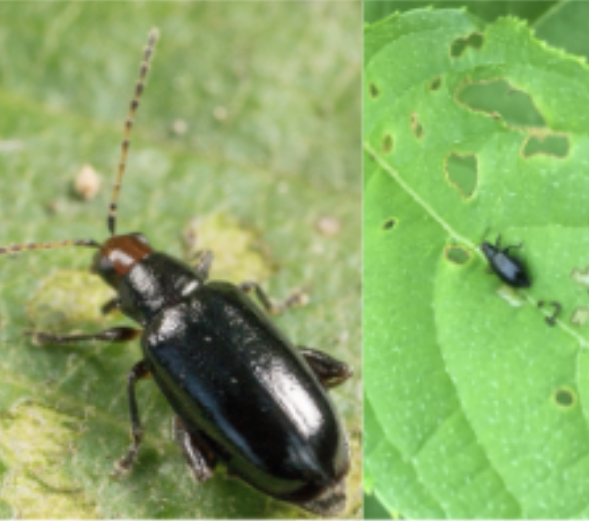 <p><span>Redheaded Flea Beetle</span></p>