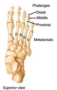 <p>each digit has one; numbered I-IV, big toe to pinky toe</p>