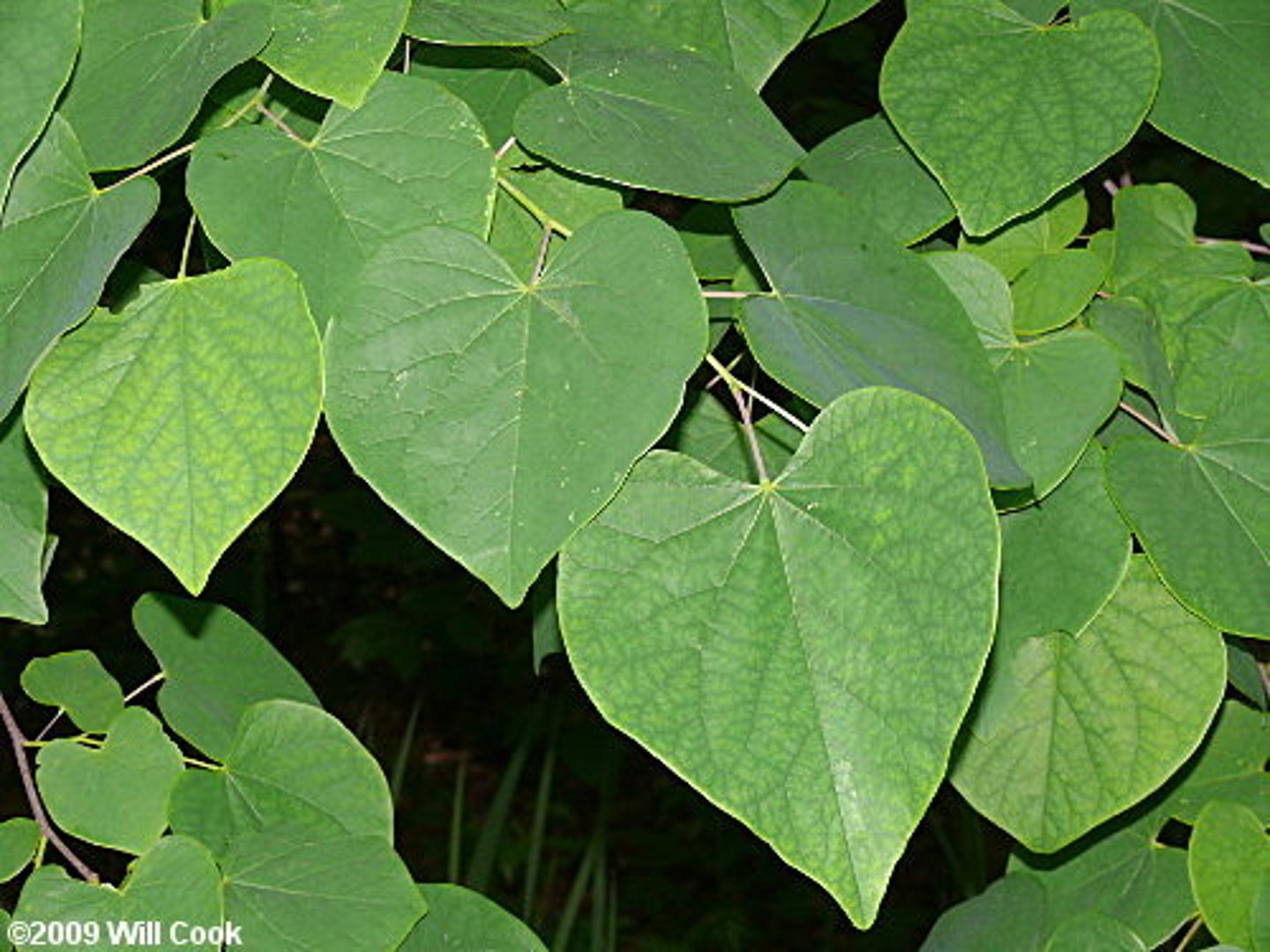 <p>Native <br>Leaf: simple, alternate, entire, palmately veined<br>Other: legumes</p>