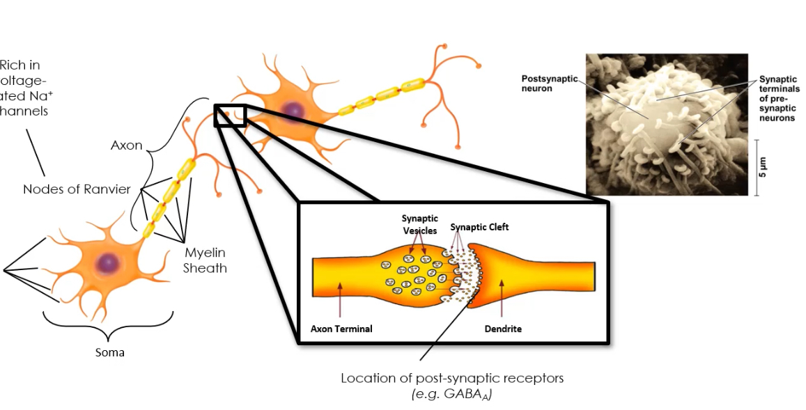 <p>It must be synthesised in the presynaptic neuron.</p><p class="p1">It must be stored in presynaptic vesicles.</p><p class="p1">It must be released from the axon terminal upon stimulation (usually Ca²⁺-dependent).</p><p class="p1">It must bind and activate postsynaptic receptors, producing a response.</p><p class="p2"></p><p class="p1">A neurotransmitter also requires a mechanism for removal (reuptake or enzymatic degradation) and must produce reproducible physiological effects when experimentally applied.</p>