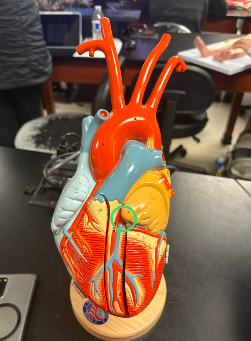 <p>branch off ascending aorta</p><ul><li><p>circumflex artery </p></li><li><p>anterior &amp; posterior interventricular artery </p></li></ul><p></p>