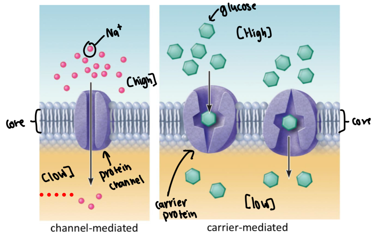 <ul><li><p>channel- and carrier- mediated </p></li><li><p>water-soluable</p></li><li><p>solutes are “helped” across the membrane</p></li><li><p>solutes move down concentration gradient</p></li><li><p>Na+ = water soluble and can’t come into contact w/ hydrophobic core</p></li><li><p>glucose binds to carrier protein (conformational change) = allows glucose to be released on other side</p></li></ul><p></p>