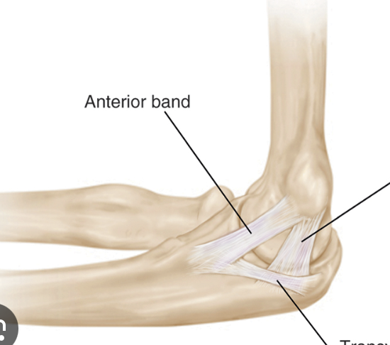 <p>connects the medial epicondyle of the humerus to the ulna</p>
