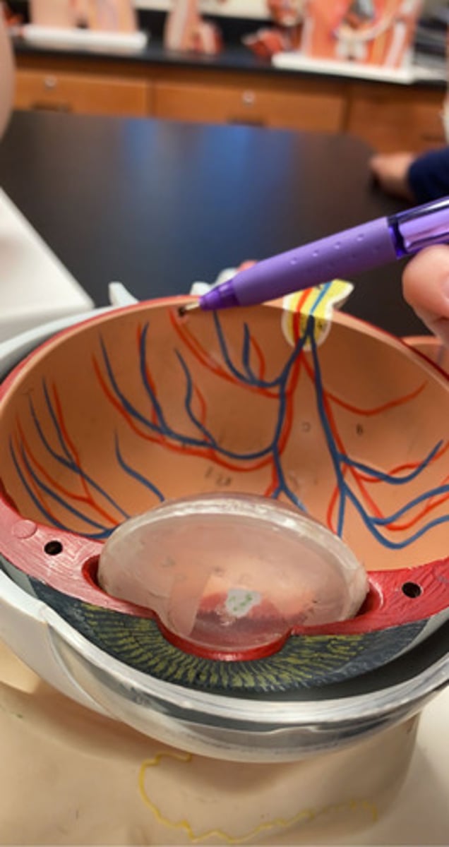 <p>the black dot in the middle</p>