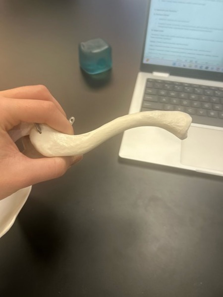 <p>name the bone</p>