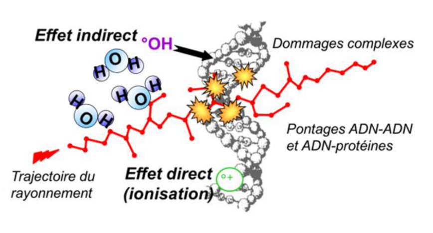 <ul><li><p>Soit les rayonnements ont la capacité de détruire de façon directe les cellules par <span style="color: red"><strong><u>dénaturation</u></strong></span> des protéines, des lipides membranaires ou de l’ADN =&gt;<strong> effet direct</strong></p><p></p></li><li><p>Soit les rayonnements agissent de façon indirecte en passant par la <span style="color: red"><strong><u>radiolyse de l’eau</u></strong></span> : l’eau contenue dans les cellules est ionisée =&gt; ça génère des <span style="color: purple"><strong>radicaux libres</strong></span> qui vont être responsables de la dénaturation des protéines et de l’ADN =&gt; <strong>effet indirect</strong></p></li></ul><p></p>