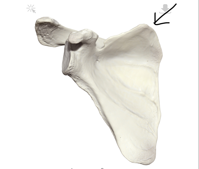 <p>Hoe heet dit botpunt?</p>