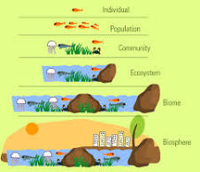 <p>Organism, Population, Community, Ecosystem, Biome, and Biosphere.</p>