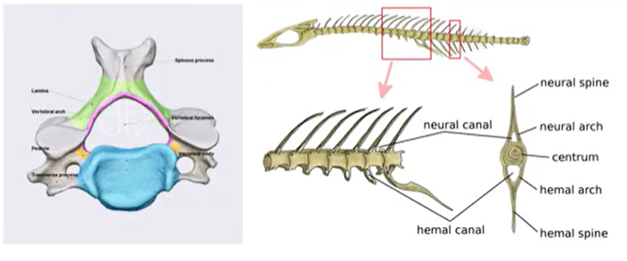 <p>curved structure of bone or cartilage, often supporting or protecting organs&nbsp;</p>