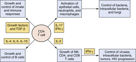<ul><li><p>Loss of CD4 cells <strong>reduces Th cell activity, IL-2, and IFN-γ production,</strong> leading to decreased CD8 and macrophage function.</p></li><li><p>It also alters<strong> cytokine production</strong> and increases non-specific antibody production (hypergammaglobulinemia).</p></li></ul><p></p>