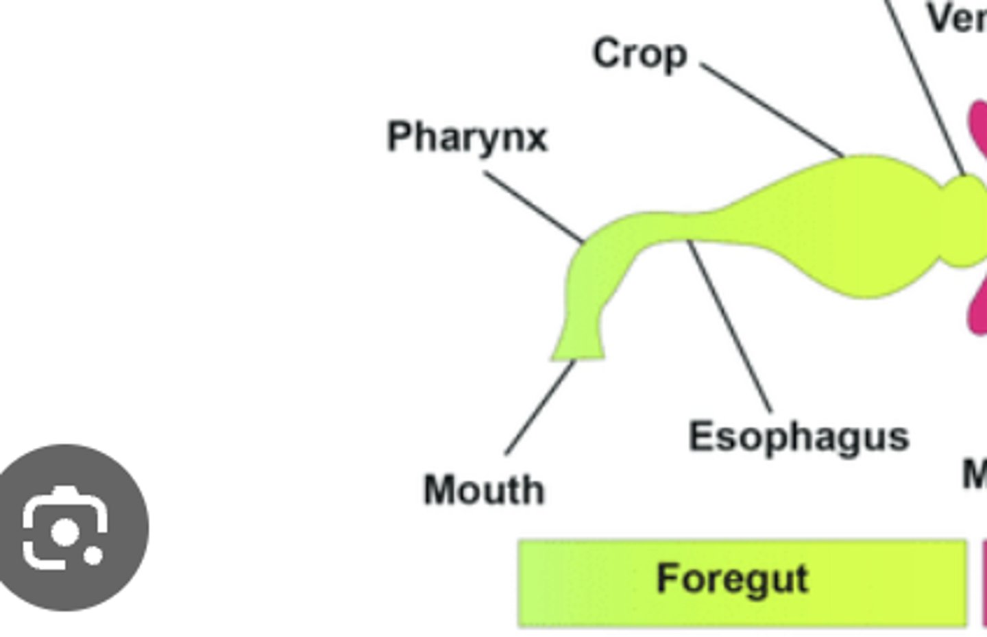 <p>Region for ingestion, food storage, and initial digestion; includes mouth, pharynx, esophagus, and crop.</p>