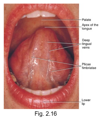 <ul><li><p>bottom of the tongue</p></li><li><p>has large visible blood vessels and deep lingual veins</p></li></ul><p></p>