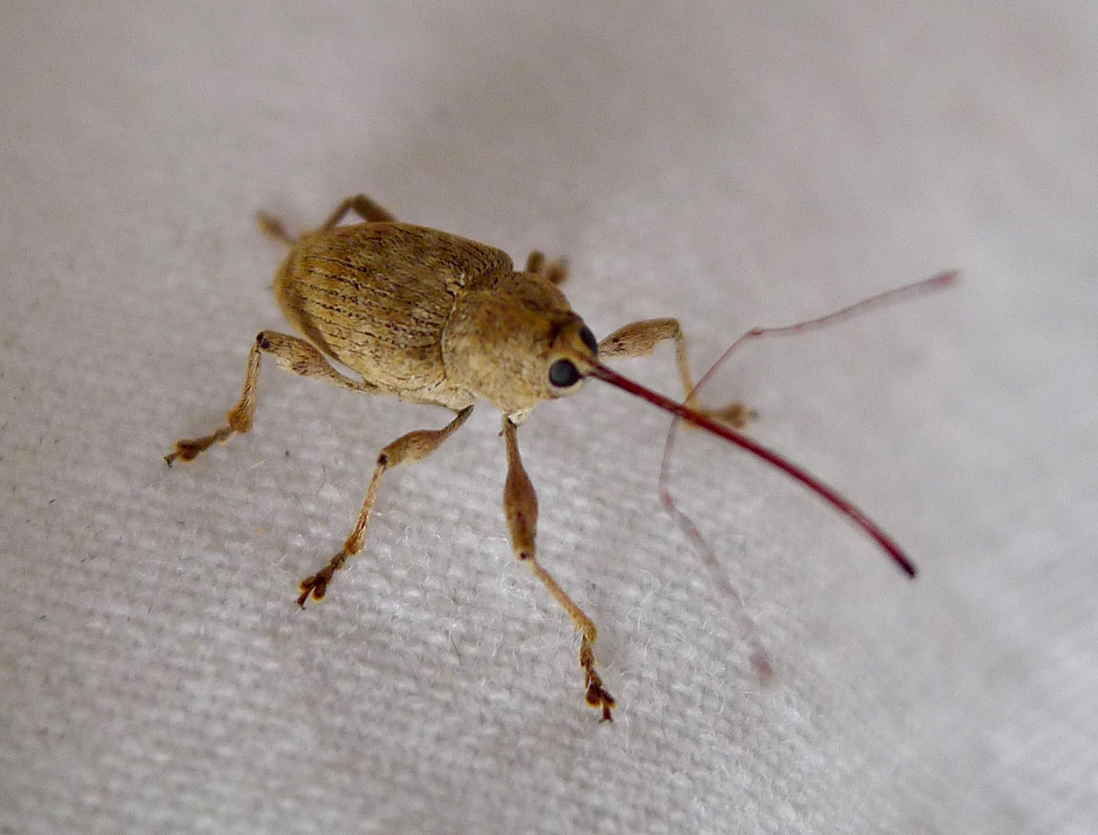 <p>WEEVILS!!!</p><p>downwards-curved snout (rostrum) possessed by many species, though the rostrum is sometimes short </p><p>elbowed antennae</p><p>e.g. <em>Curculio elephas</em></p>