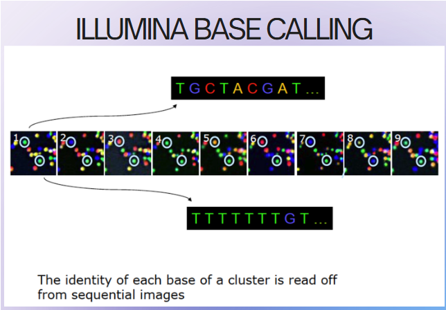 <p><span>DNA polymerase, connector primers and 4 dNTP w/ base-specific fluorescent markers added to reaction system—<u>3'-OH of these dNTP are blocked, which ensures that only one base will be added at a time</u></span></p><ol type="1"><li><p><span>Add bases</span></p></li><li><p><span>1 base gets incorporated</span></p></li><li><p><span>Remove unincorporated bases</span></p></li><li><p><span>Detect signal</span></p></li><li><p><span>Unblock</span></p></li><li><p><span>Repeat</span></p></li></ol><ul><li><p><span>high sensitivity camera captures fluorescent signal emitted by the incorporated nucleotide, identifying the base</span></p></li></ul><p></p>
