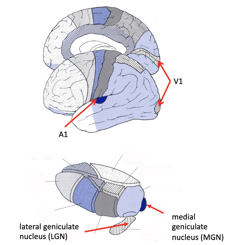 <p><strong>sensory thalamus</strong></p><ul><li><p>_______</p><ul><li><p><strong>afferent:</strong> inferior colliculus</p></li><li><p><strong>efferent: </strong>auditory radiations</p></li></ul></li></ul><p></p>