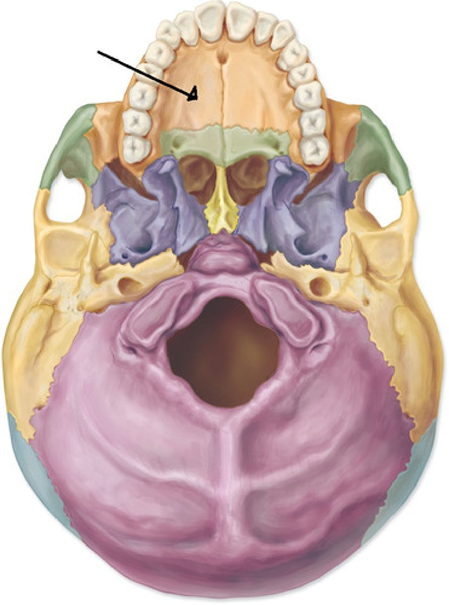 <p>of the MAXILLLA BONE - forms the anterior portion of the hard palate (roof) of the mouth</p>
