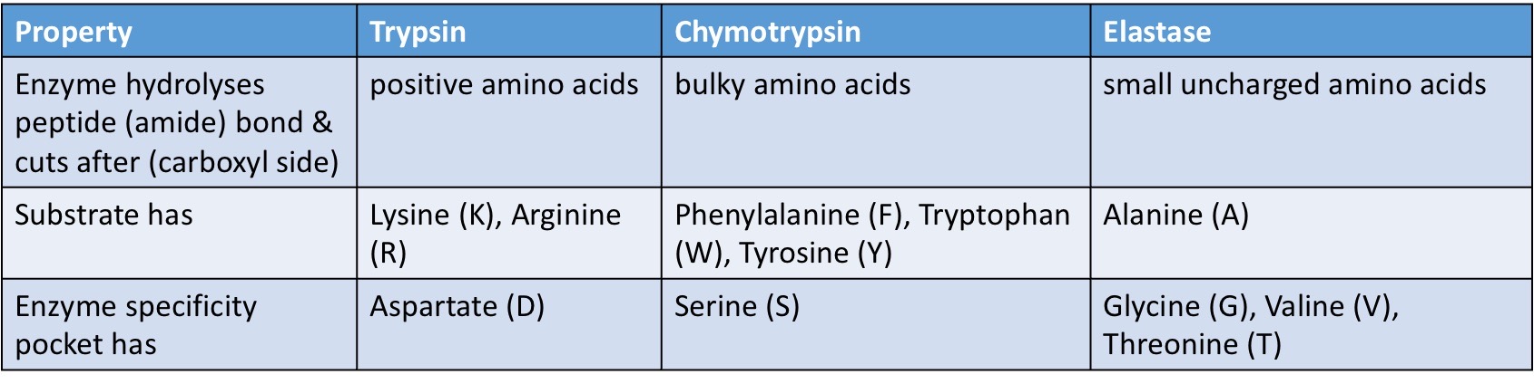<p>Endopeptidases → split peptide bonds in proteins creating smaller proteins </p>