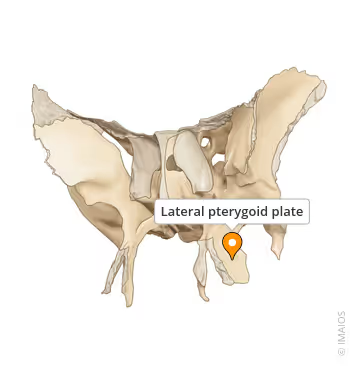 <p>what skull muscle is this?</p>