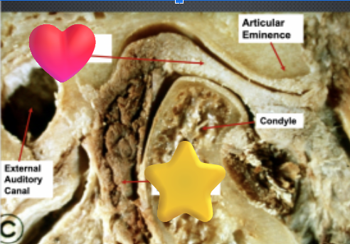 <p>ID the two features </p>