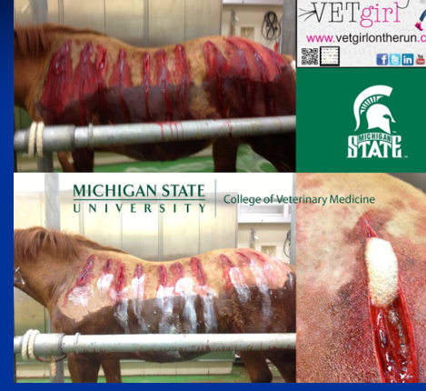 <p><span style="background-color: transparent;"><strong><span>Clostridial Myonecrosis (Gas Gangrene)</span></strong></span></p>