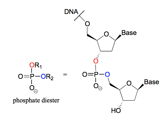 <p>A phosphate group with two phosphate ester bonds. For example in DNA, where the nucleotide bases are linked by phosphodiester bonds. </p>