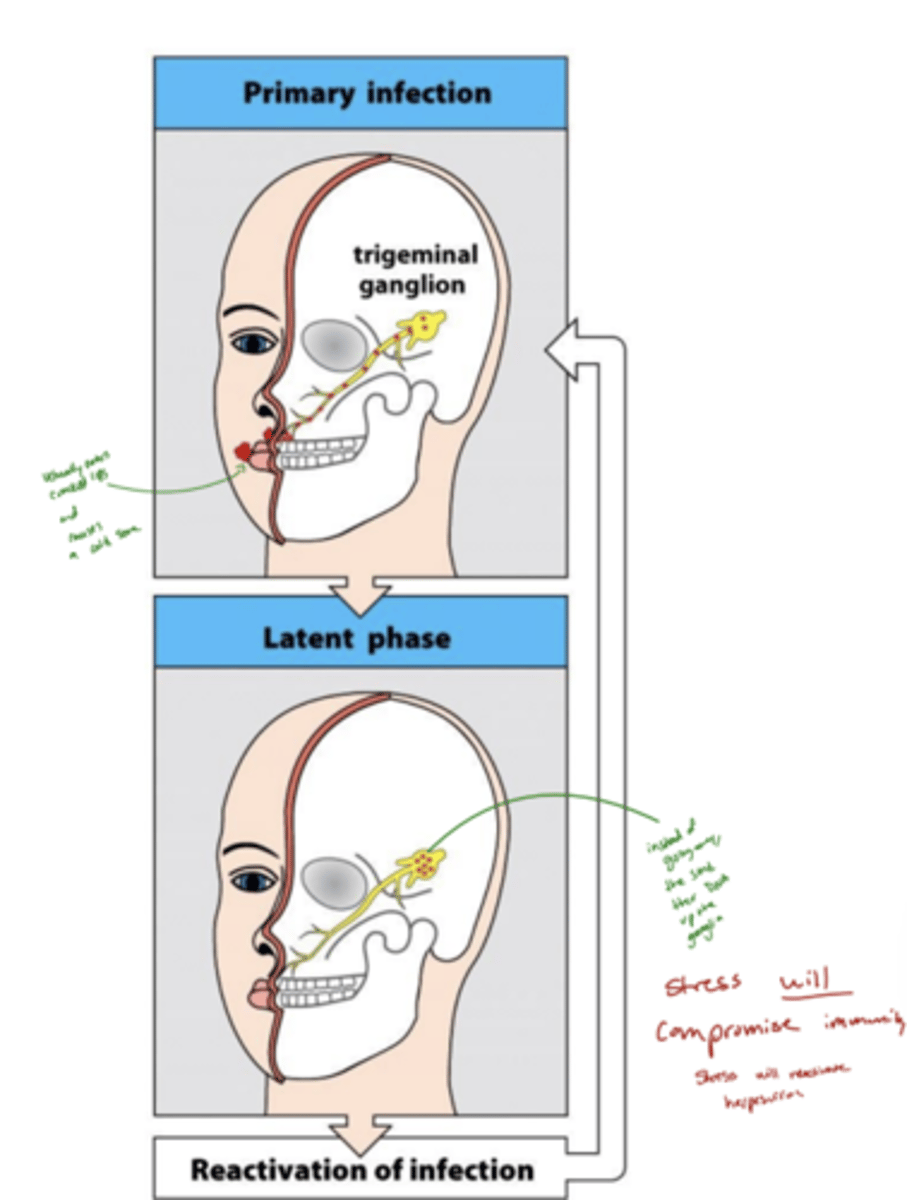 <p>After the first infection, the herpes virus doesn’t get completely removed by your immune system.</p><p>Instead, it hides inside certain cells (like nerve cells) where the immune system can’t easily detect it.</p><p>While it’s hiding, the virus stops making most of its proteins, so the immune system has nothing to recognize or attack.</p><p>Later, the virus can “wake up” (reactivate) due to stress, illness, sunlight, or a weak immune system.</p><p>It then starts replicating again and causes cold sores, genital sores, or other symptoms — depending on the type of herpes virus.</p>