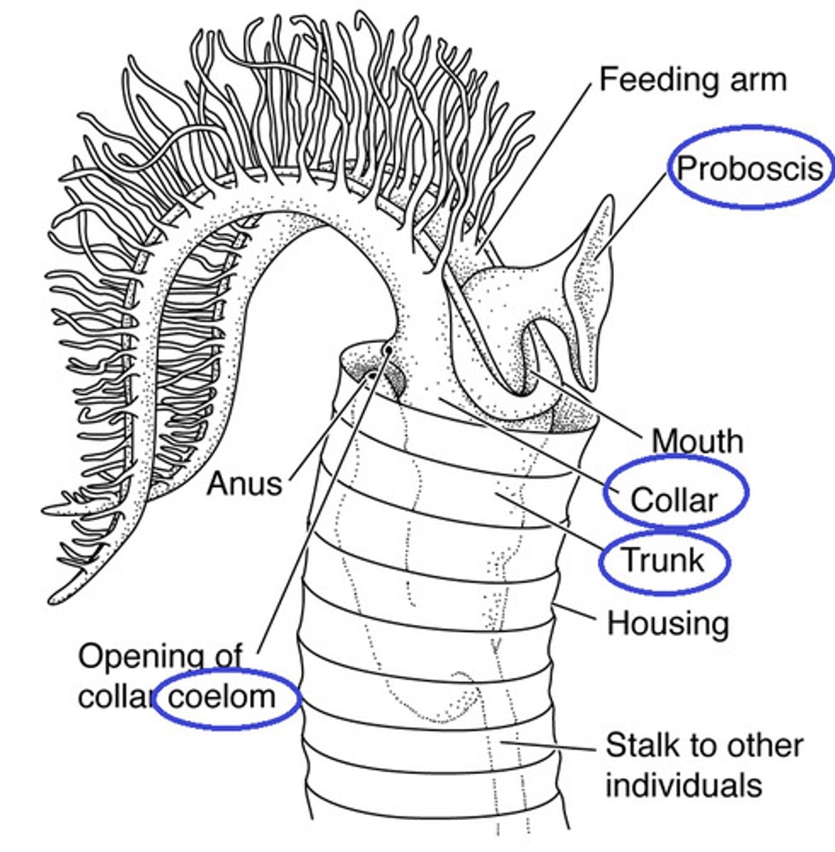 <p>tube worms, under Phylum Hemichordata that may have evolved from acorn worms</p>