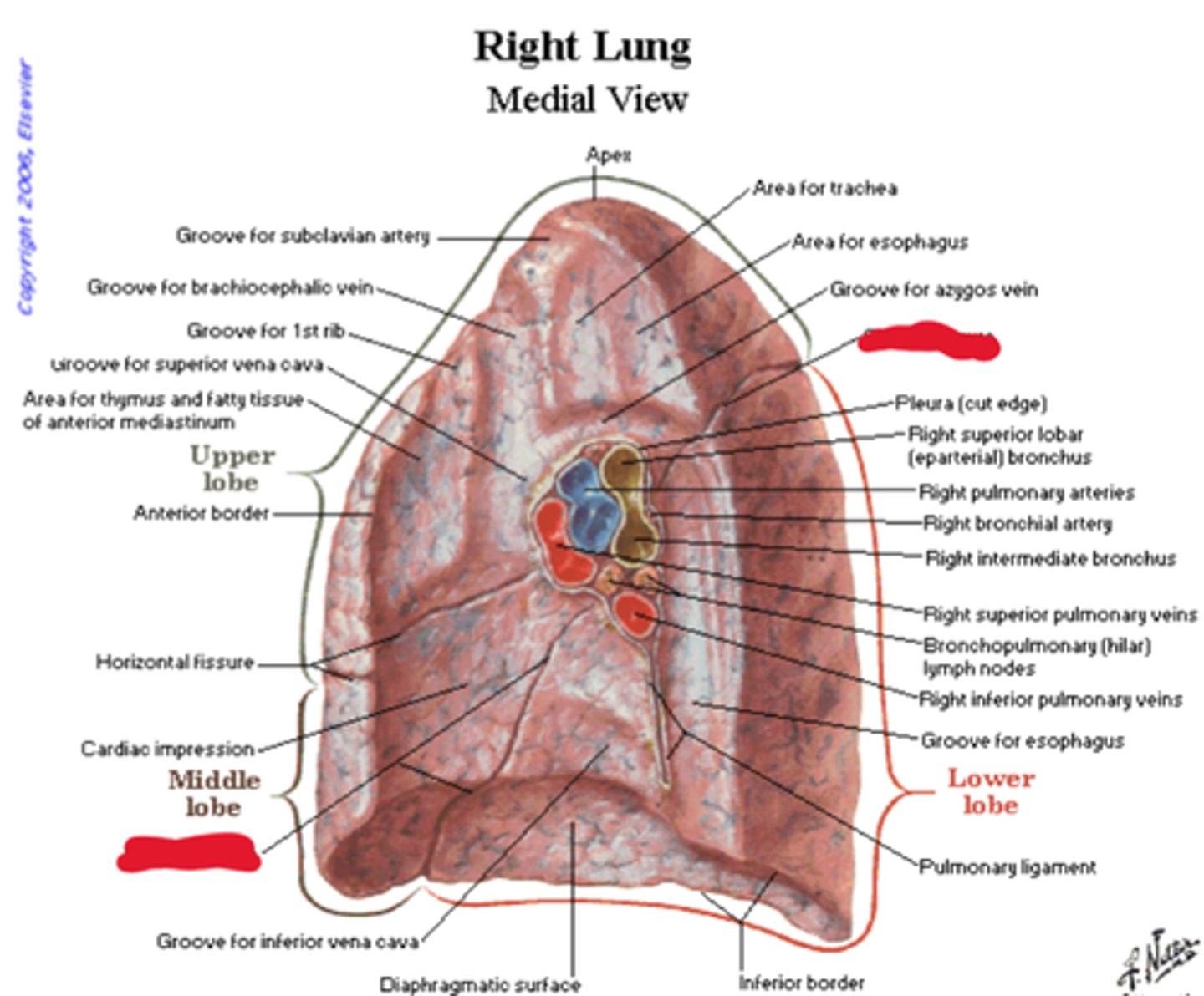 knowt flashcard image