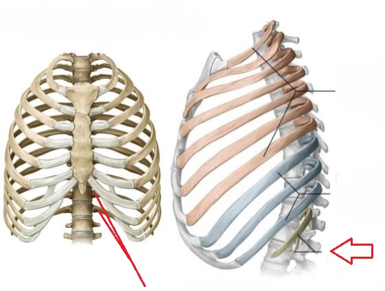 13-14; no anterior attachment to sternum