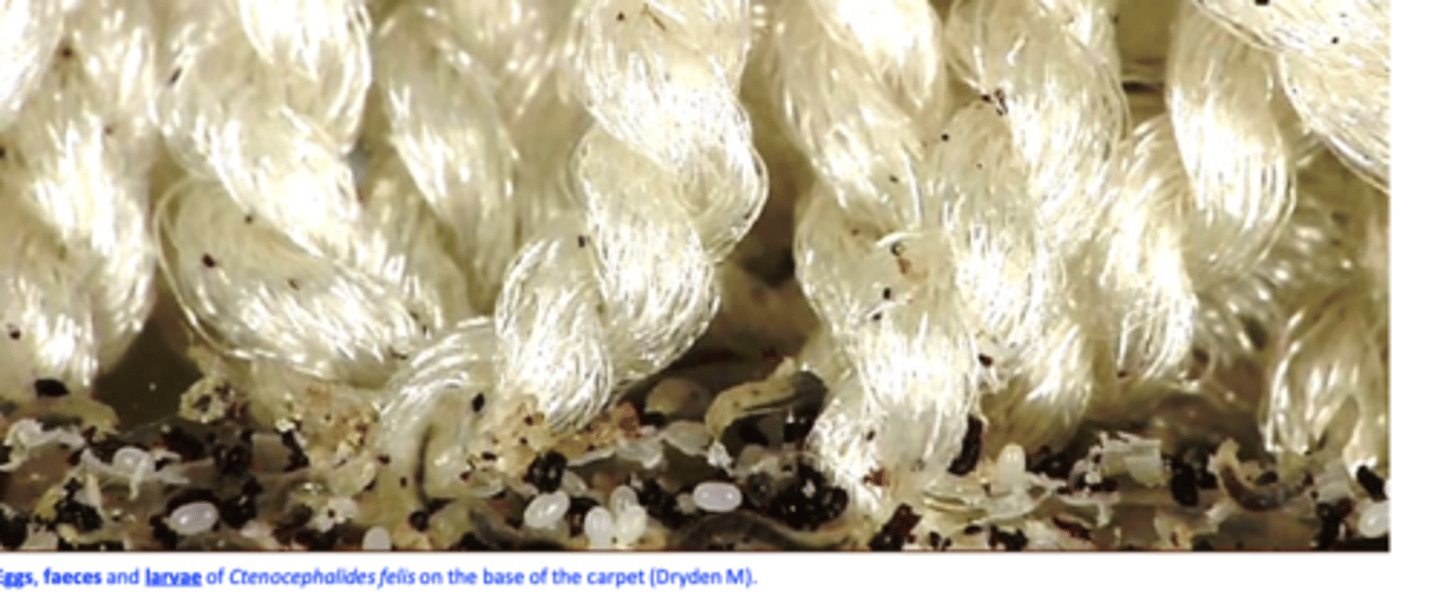 <p>• Most larvae develop at the base of carpet: inaccessible to many insecticides;</p>