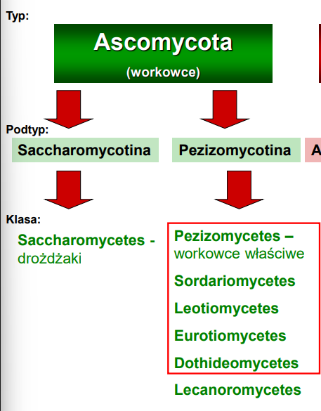 <p>-strzępki wegetatywne z przegrodami (1n)<br>-strzępki workotwórcze (n+n - tylko te!)<br>-występuje gametangiogamia (połączenie plemni i lęgni)<br>-8 zarodników (aksospor) w worku</p>