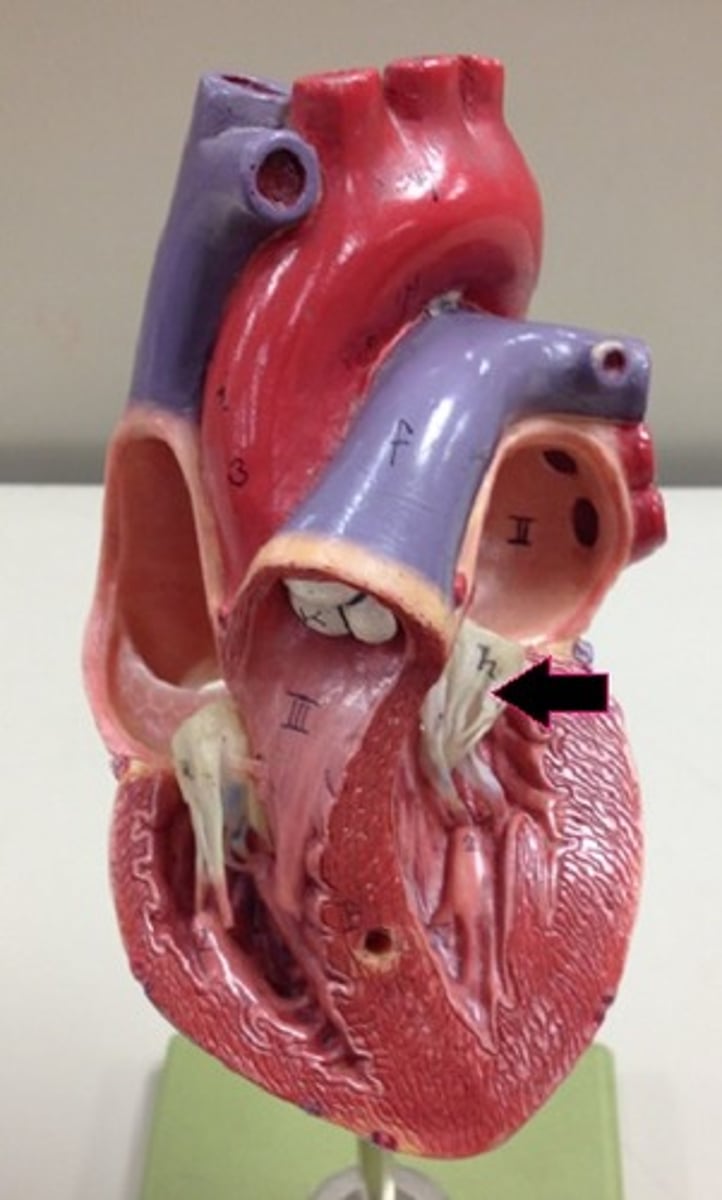 <p>Identify the valve.</p>