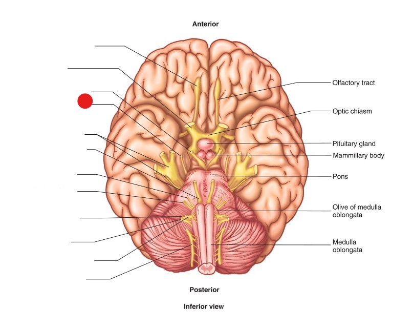 <p>ID Structure</p>